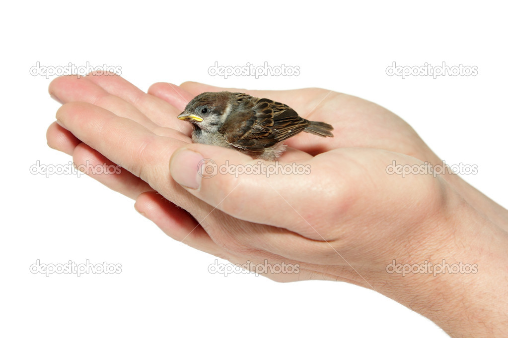 sparrow chick baby yellow-beaked in male hands isolated on white