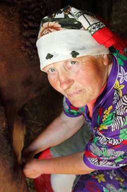 Kadın yaşlı yoksul çiftçi inek sağım