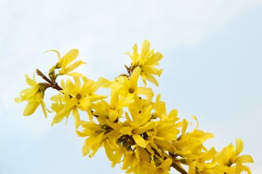 Bahar ağaç dal çiçek açan çiçek