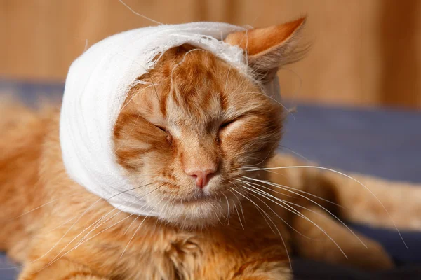 Mal d'orecchio del gatto con benda — Foto Stock