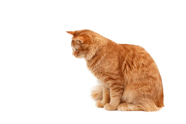 Atenção gato vermelho isolado no branco — Fotografia de Stock