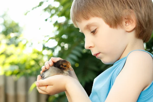 Boy cute hugs chiken in hand nature summer outdoor — Stock Photo, Image