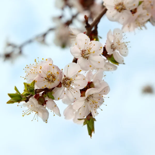 春のツリー ブランチ咲く花 — ストック写真