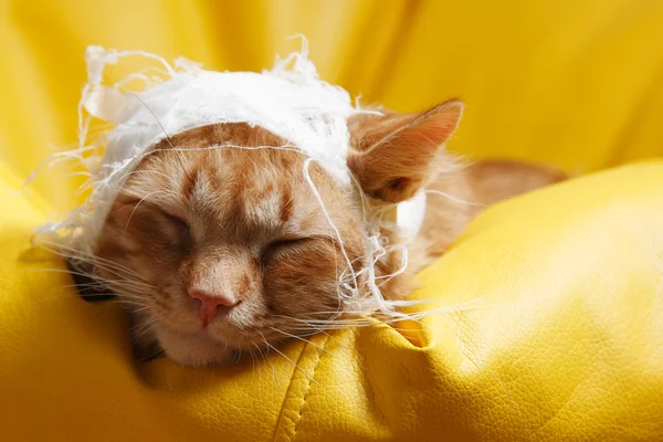Dor de ouvido de gato com bandagem — Fotografia de Stock