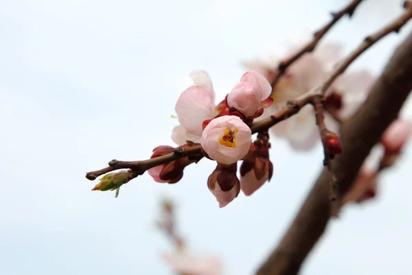 Spring tree branch blooming flower — Stock Photo, Image