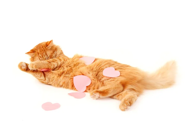 Kočka v valentinky srdce cítí unavený z vyznání lásky — Stock fotografie