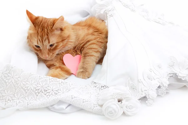 Gato vermelho dormindo na noiva casamento vestido branco — Fotografia de Stock