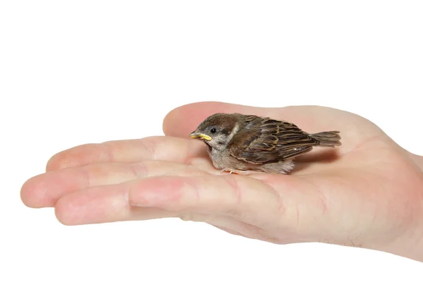 Sparrow chick baby yellow-beaked in male hand — Stock Photo, Image