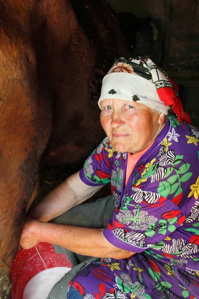 Mulher velho agricultor pobre ordenha vaca — Fotografia de Stock