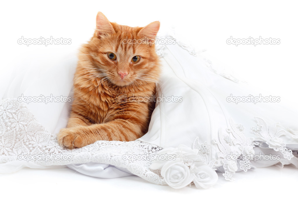 cat red in bride marriage white dress