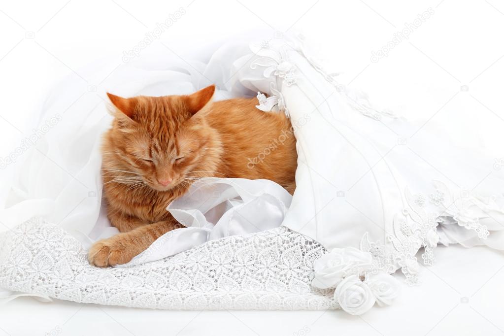 cat red sleeping in bride marriage white dress