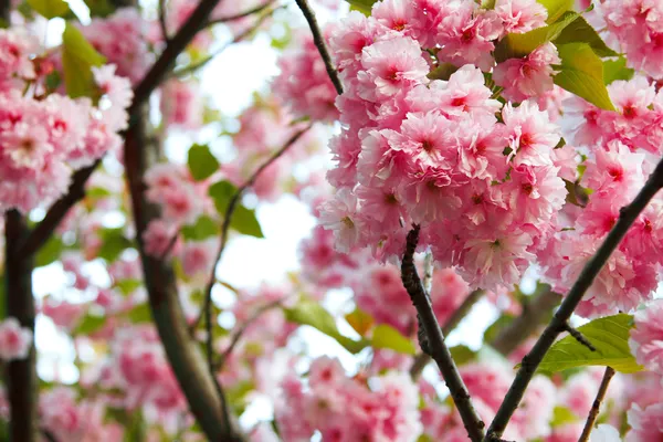 桜咲く日本の花 — ストック写真
