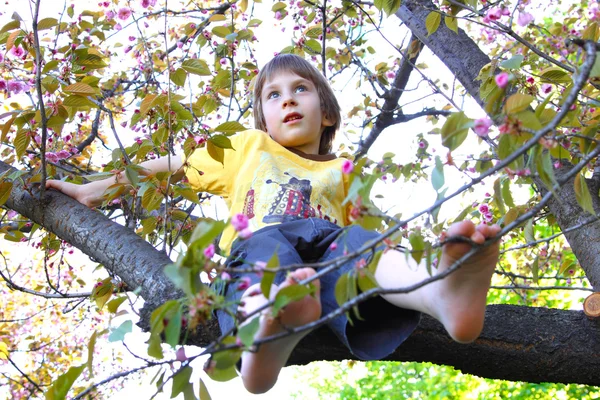 Gelukkig jongetje veel plezier zittend op tak van bloeiende kersenboom — Stockfoto