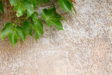 duvar yaprak ile