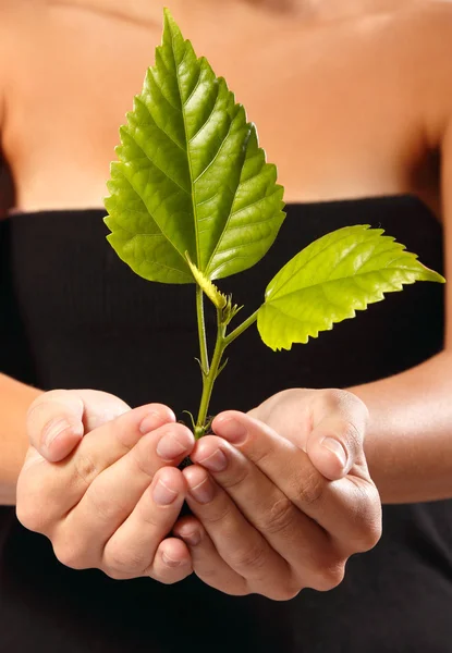 Tree in female hands — Stock Photo, Image