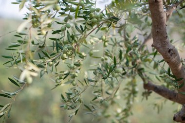 Zeytin ağaçları bahçesi. (Türlü türlü) meyveler vardır. 