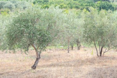 Akdeniz zeytin bahçesi