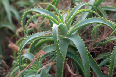 Vera Teyze çiftlik bahçesinde büyüyor.