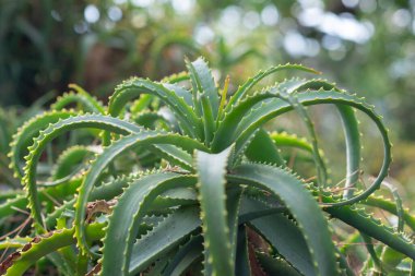Vera Teyze çiftlik bahçesinde büyüyor.