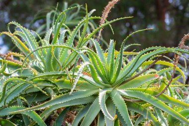 Sicilya, İtalya 'da portakal dolu sepet..