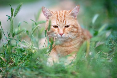 Güzel kırmızı tekir kedi çimenlerde yatıyor, yaz doğası böyle.