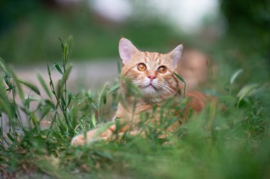 Güzel kırmızı tekir kedi çimenlerde yatıyor, yaz doğası böyle.
