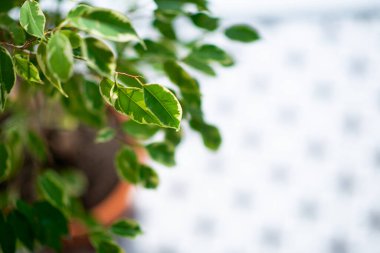 Evde saksıda büyüyen Ficus, detay.