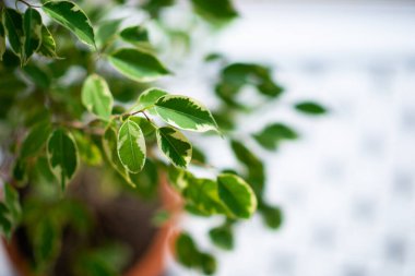 Evde saksıda büyüyen Ficus, detay.