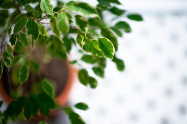 Evde saksıda büyüyen Ficus, detay.