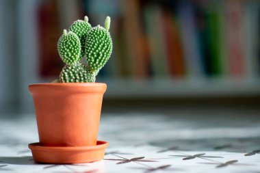 Evde kil gazının içinde büyüyen kaktüs.