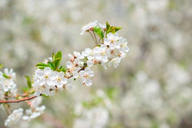 Beyaz ve çiçekli sakura ağacı dalı, doğadaki güzellik, güzel bahar doğası arka planı.