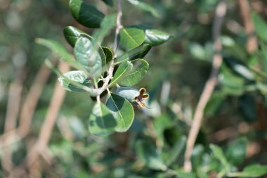 Feijoa meyveleri ağaçta yetişiyor.