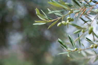 Sicilya 'da zeytin ağaçları bahçesi