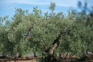 Sicilya 'da zeytin ağaçları bahçesi