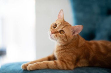 Evdeki mavi sandalyede uzanan güzel kırmızı tekir kedi