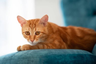 Evdeki mavi sandalyede uzanan güzel kırmızı tekir kedi