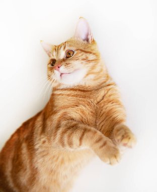 Beyaz arka planda izole edilmiş, stüdyoda poz veren komik kırmızı kedi.. 