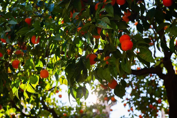 Naranjo Con Frutas Maduras Mandarina Rama Naranjas Frescas Maduras Con —  Fotos de Stock
