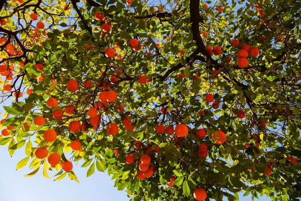 Orange Tree Ripe Fruits Tangerine Branch Fresh Ripe Oranges Leaves — Stock Photo, Image