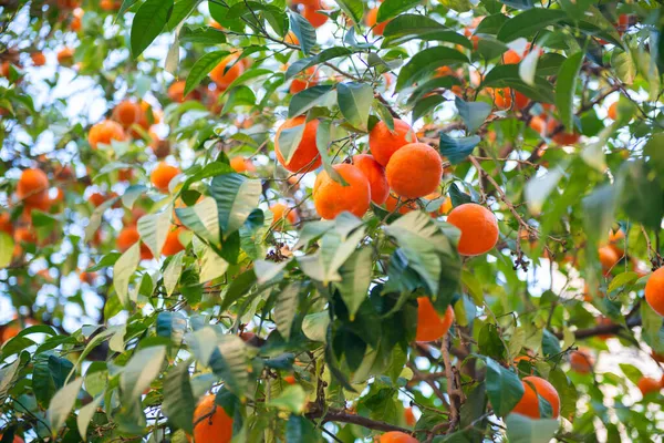 Orange Tree Ripe Fruits Tangerine Branch Fresh Ripe Oranges Leaves — Stock Photo, Image