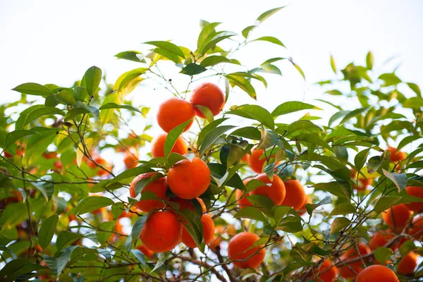 熟した果実を持つオレンジの木 タンジェリン 太陽の光で葉を持つ新鮮な熟したオレンジの枝 薩摩の木 シトラス — ストック写真