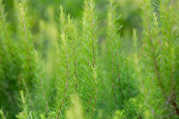 Romero Creciendo Jardín Especia Mediterránea Tradicional Hierba Cocina — Foto de Stock