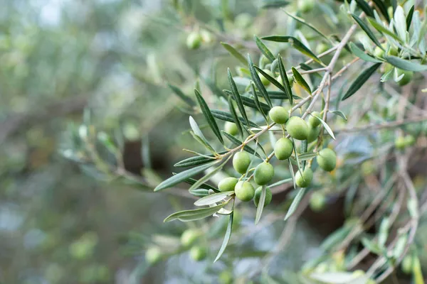 Olivenbäume Garten Zweige Mit Reifen Früchten — Stockfoto