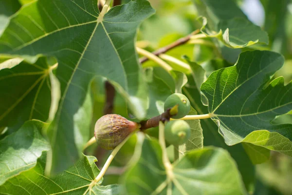 Дереве Растут Плоды Инжира — стоковое фото