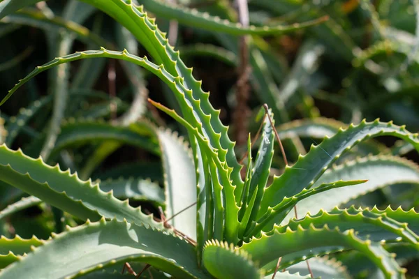 Sicilya, İtalya 'da portakal dolu sepet..