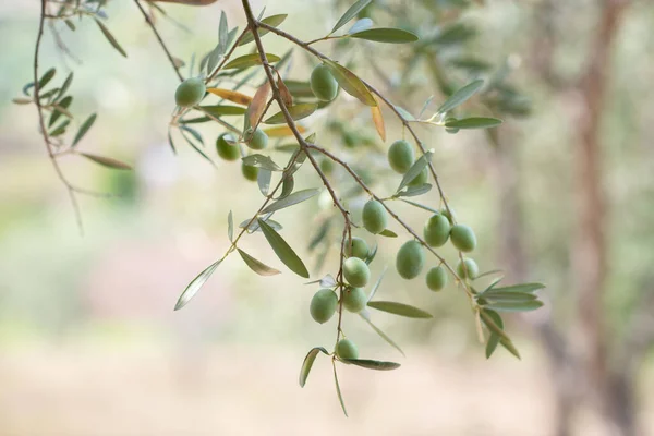 Olivenbäume Garten Zweige Mit Reifen Früchten — Stockfoto