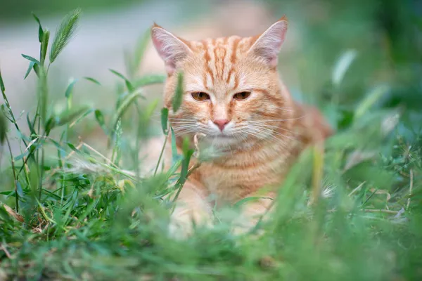 Linda Jovem Gato Tabby Vermelho Deitado Grama Natureza Verão Livre — Fotografia de Stock