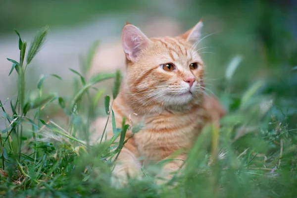 Mooie Jonge Rode Tabby Kat Liggend Het Gras Zomer Natuur — Stockfoto