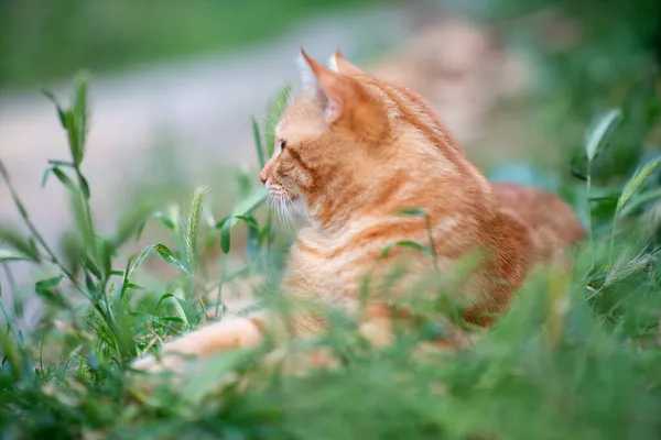 Молодая Рыжая Кошка Тэбби Лежащая Траве Летняя Природа Открытым Небом — стоковое фото