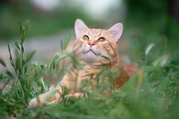 Linda Jovem Gato Tabby Vermelho Deitado Grama Natureza Verão Livre — Fotografia de Stock